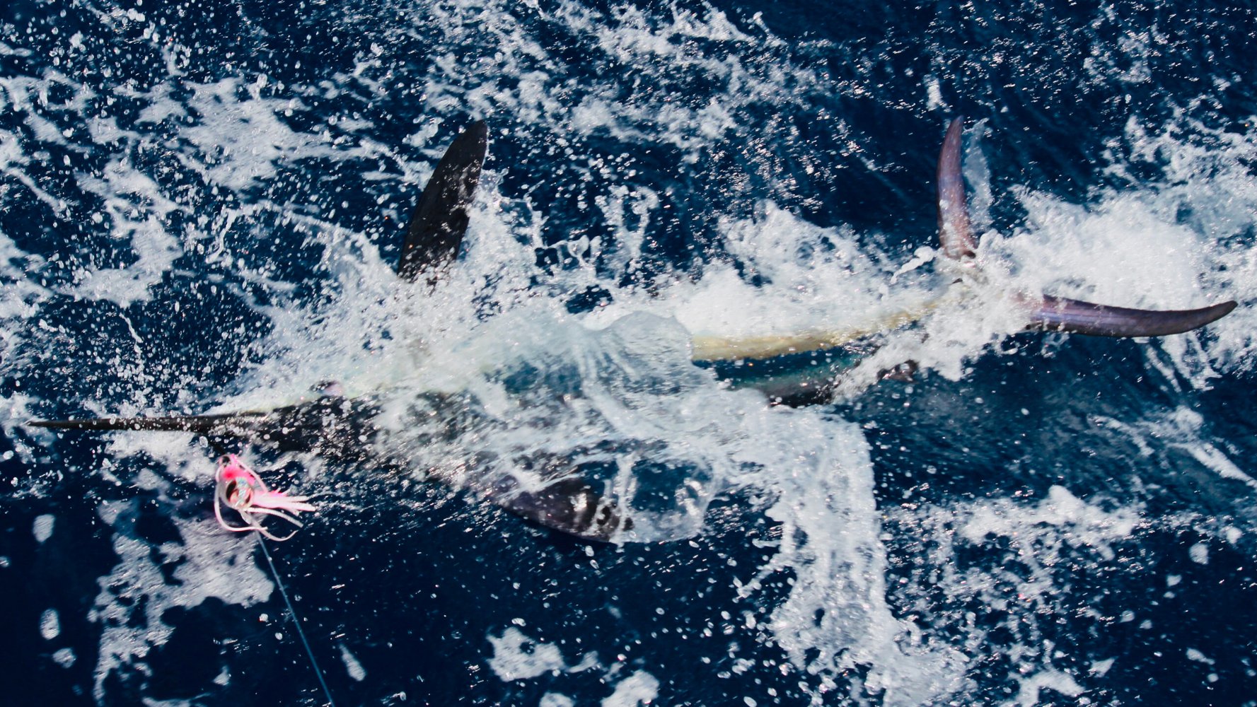 Extended Day - Blue Marlin In Olhão