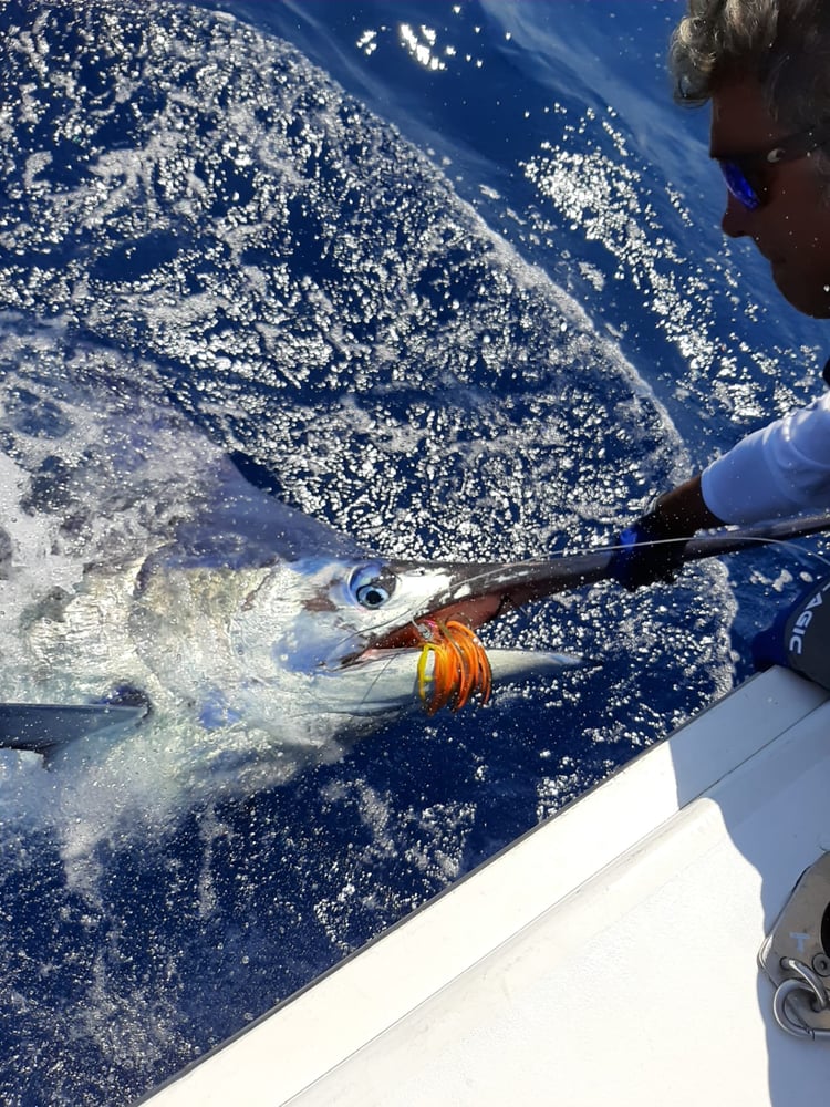 Extended Day - Blue Marlin In Olhão