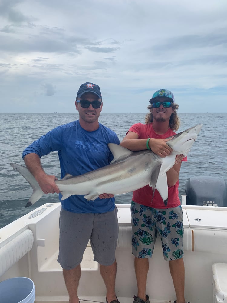 Galveston Shark Hunt!- 30' In Galveston