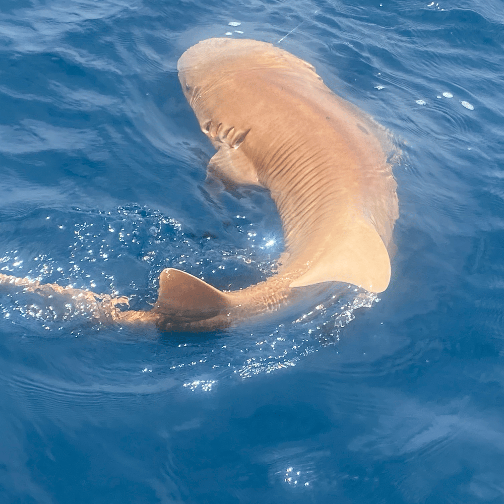 Shark Fishing In Panama City Beach