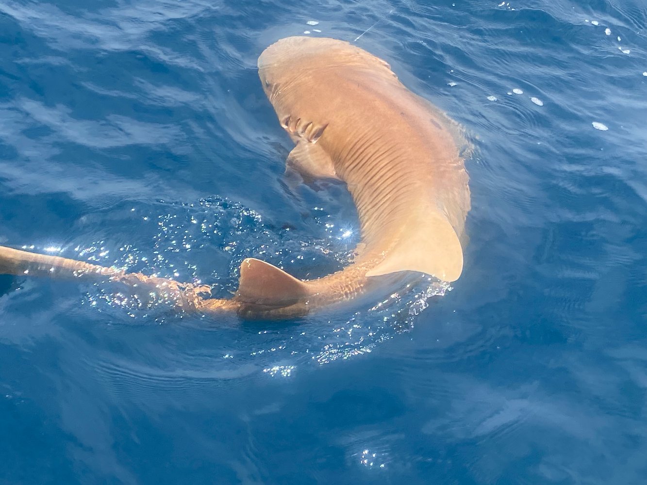 Shark Fishing In Panama City Beach