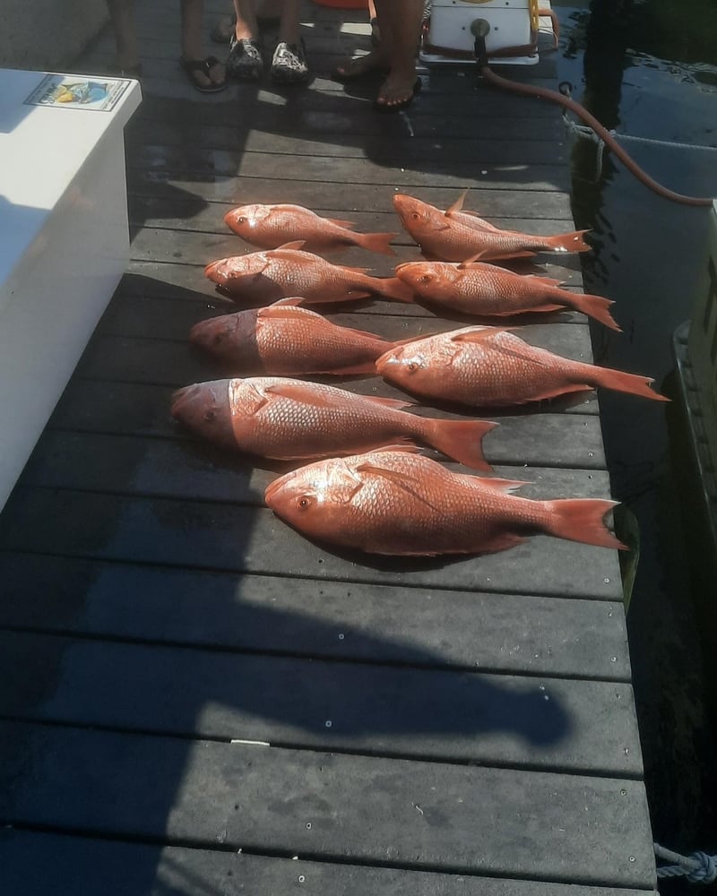 Bottom Fishing, Deep-sea, Fishing Trip In Panama City Beach