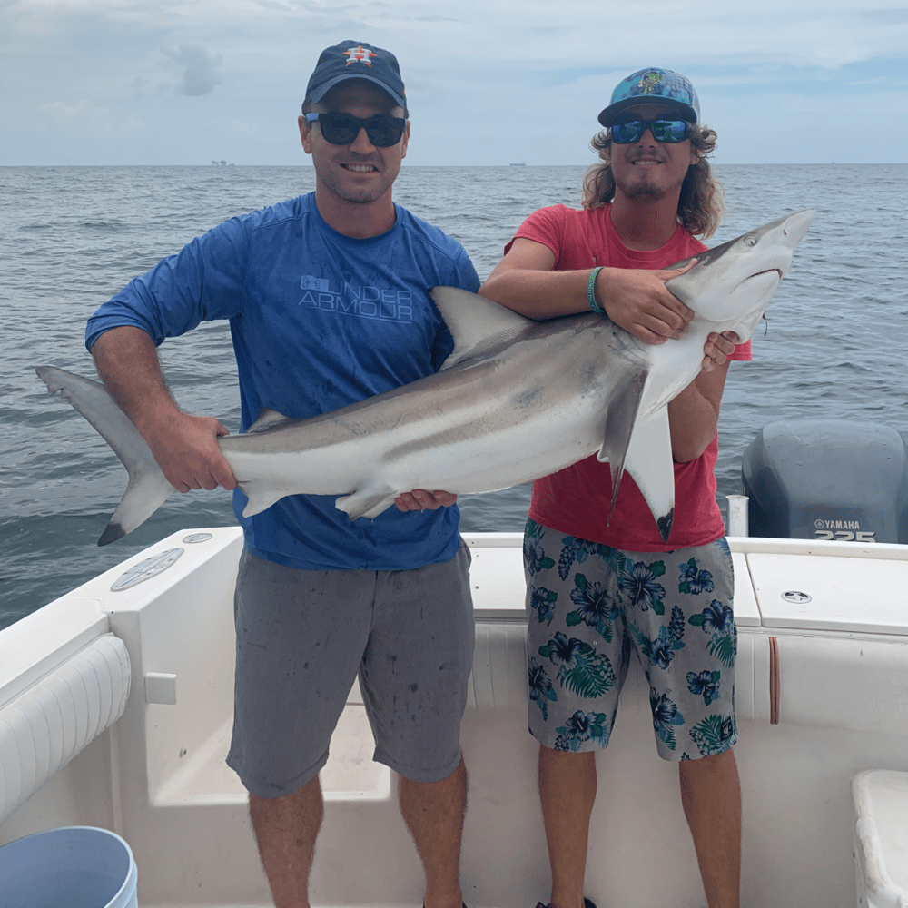 Galveston Shark Hunt!- 33' In Galveston