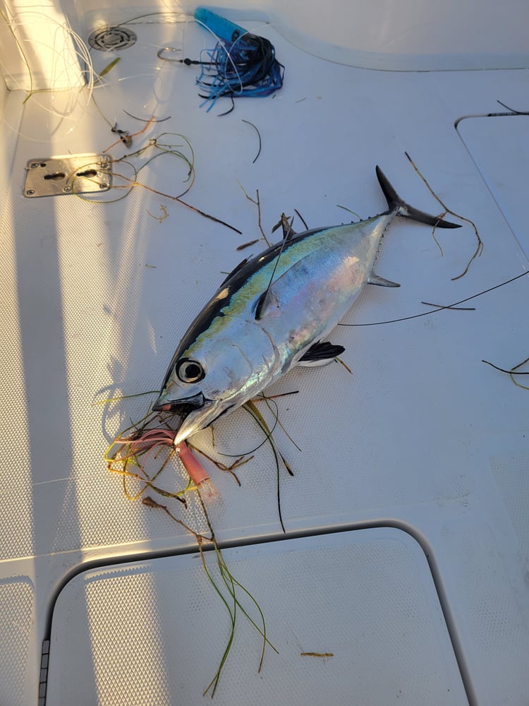 Offshore Trolling And Bottom Fishing In Marathon