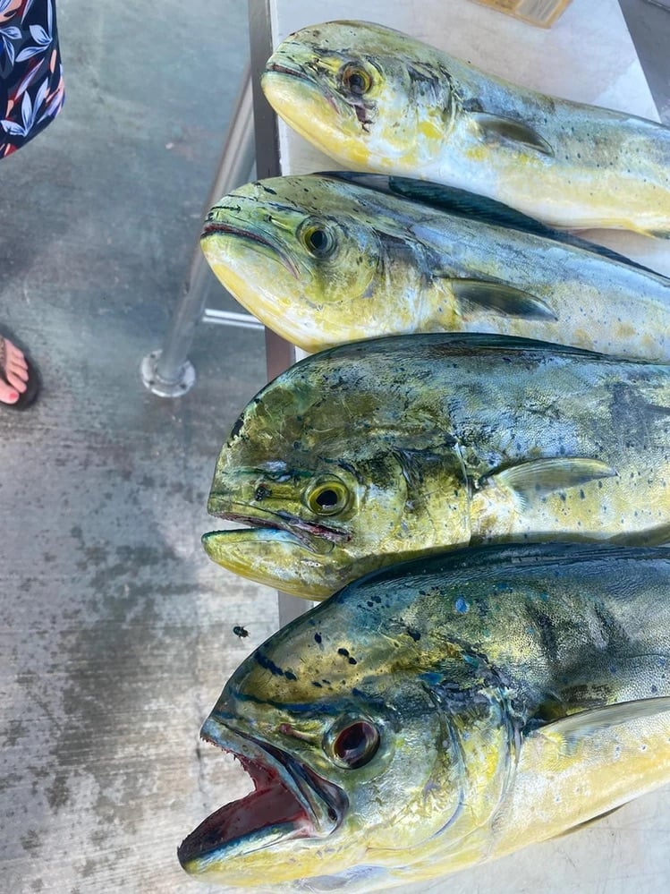 Offshore Trolling And Bottom Fishing In Marathon