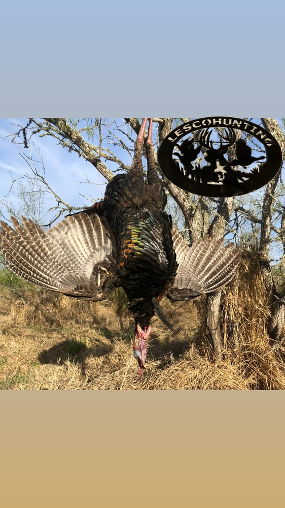 Rio Grande Turkey Hunt In Linn