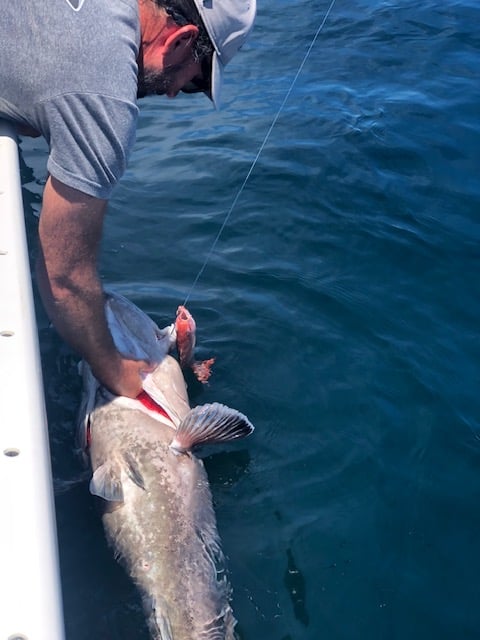 Bottom Fishing, Trolling Or Both - 31' In Destin