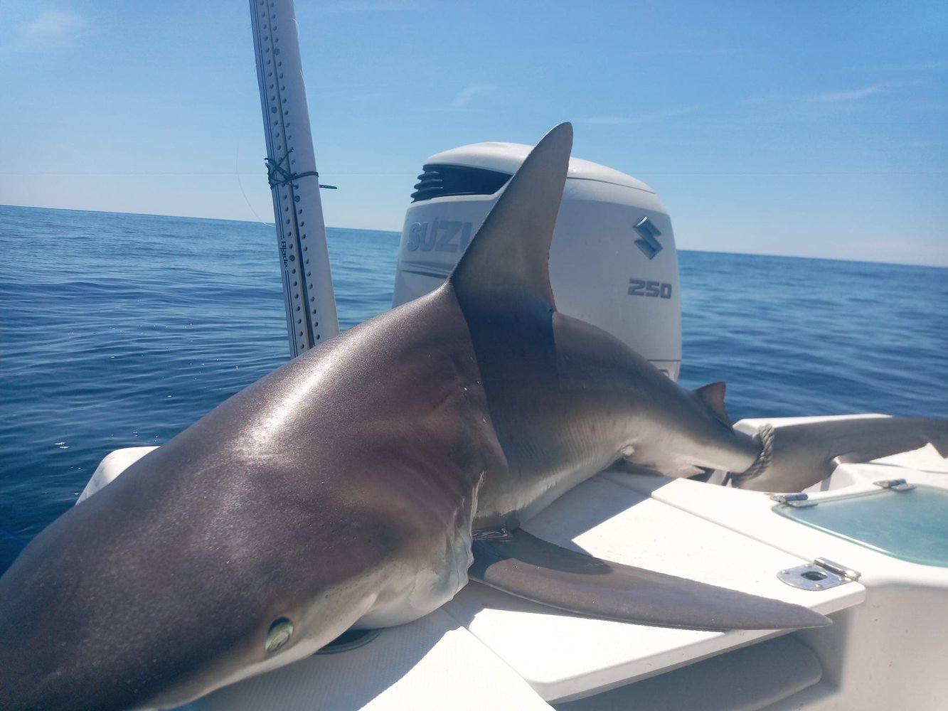 Shark Fishing In New Smyrna Beach