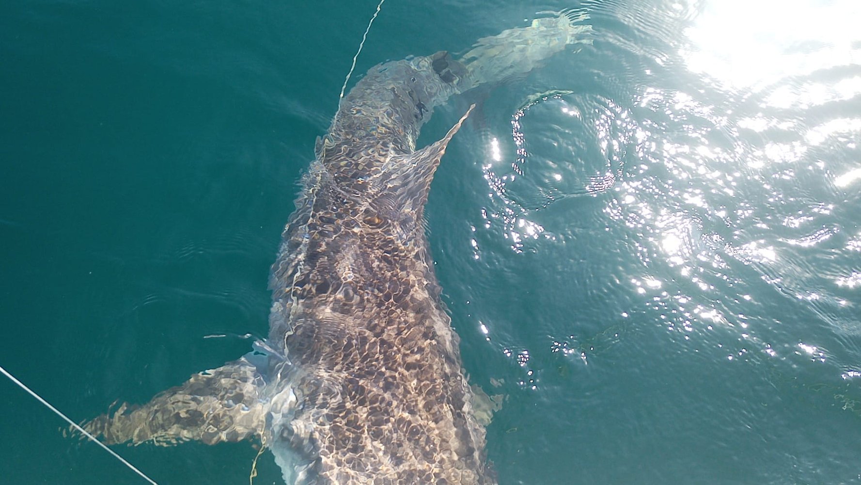 Shark Fishing In New Smyrna Beach