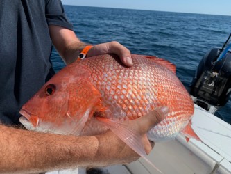 Snapper/ Bottom Trip In Orange Beach