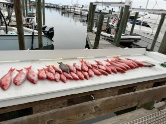 Snapper/ Bottom Trip In Orange Beach