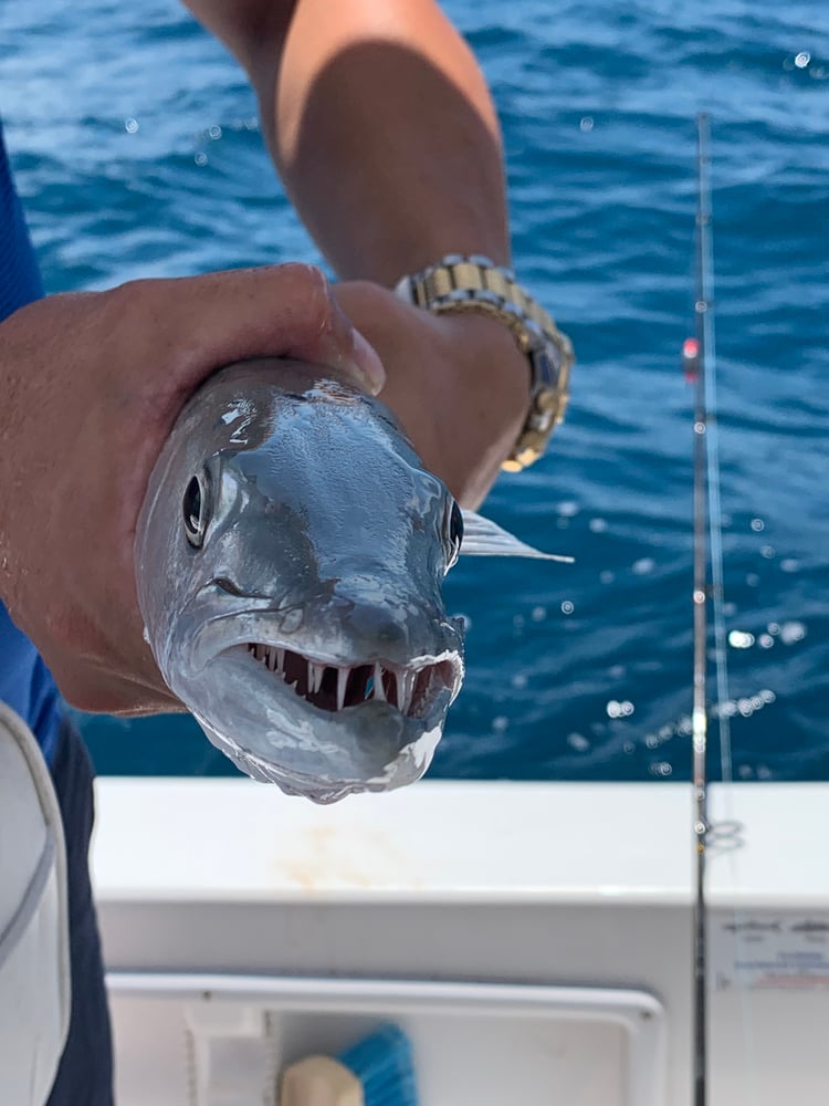 6 Hour Offshore (Up To 30 Miles) In Englewood