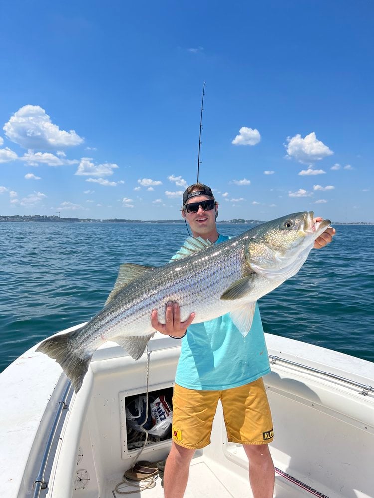 Trophy Striped Bass In Cohasset