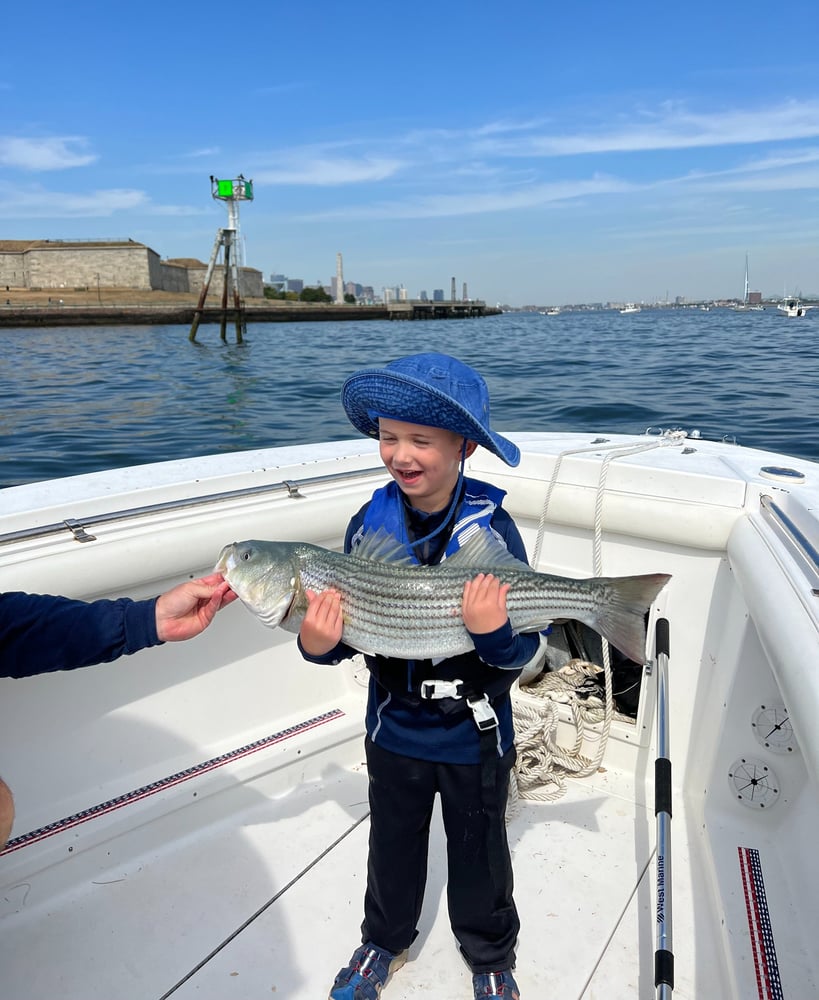 Trophy Striped Bass In Cohasset