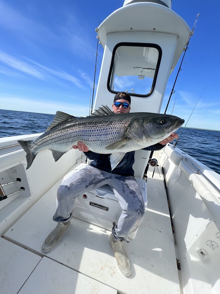 Trophy Striped Bass In Cohasset