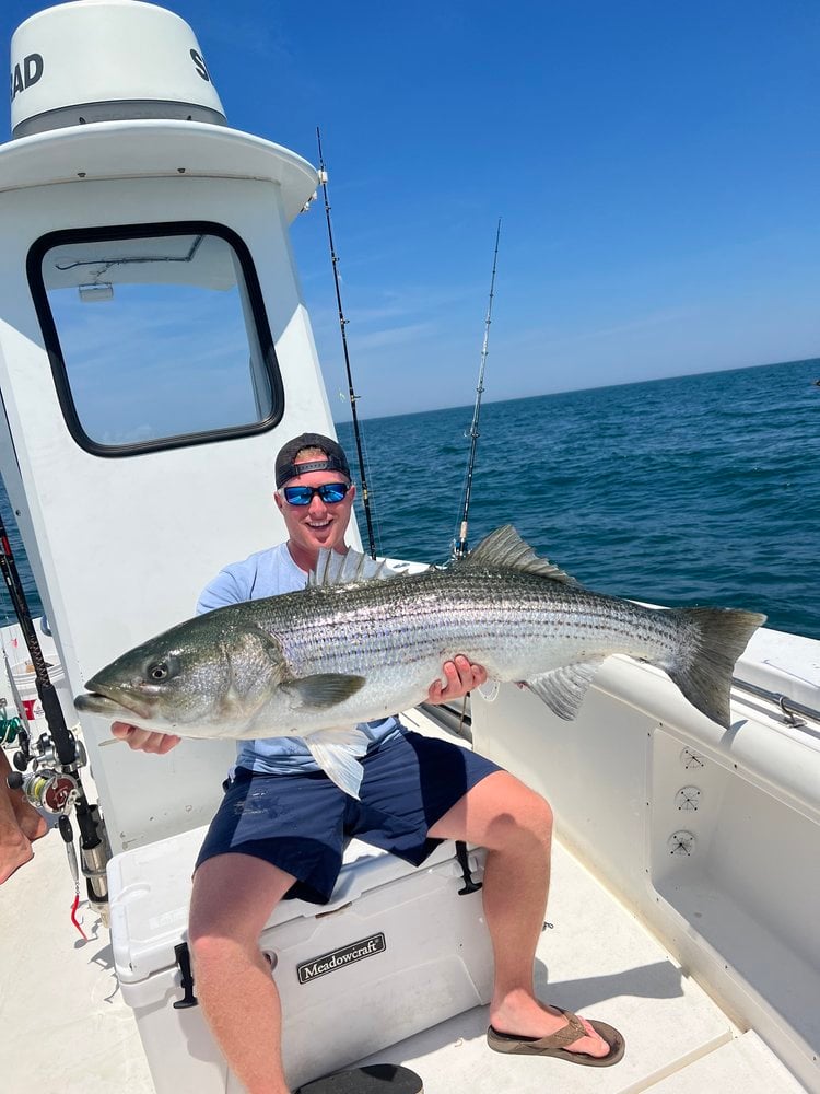 Trophy Striped Bass In Cohasset