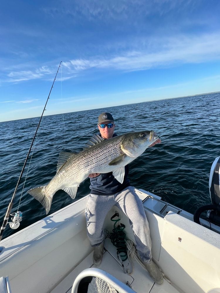 Trophy Striped Bass In Cohasset