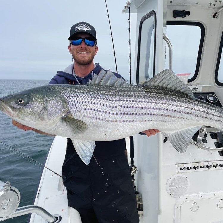 Trophy Striped Bass In Cohasset