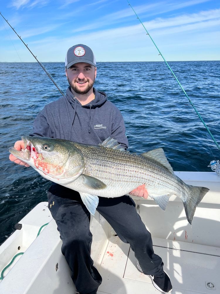 Trophy Striped Bass In Cohasset