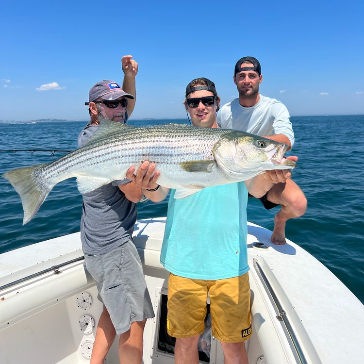 Trophy Striped Bass In Cohasset