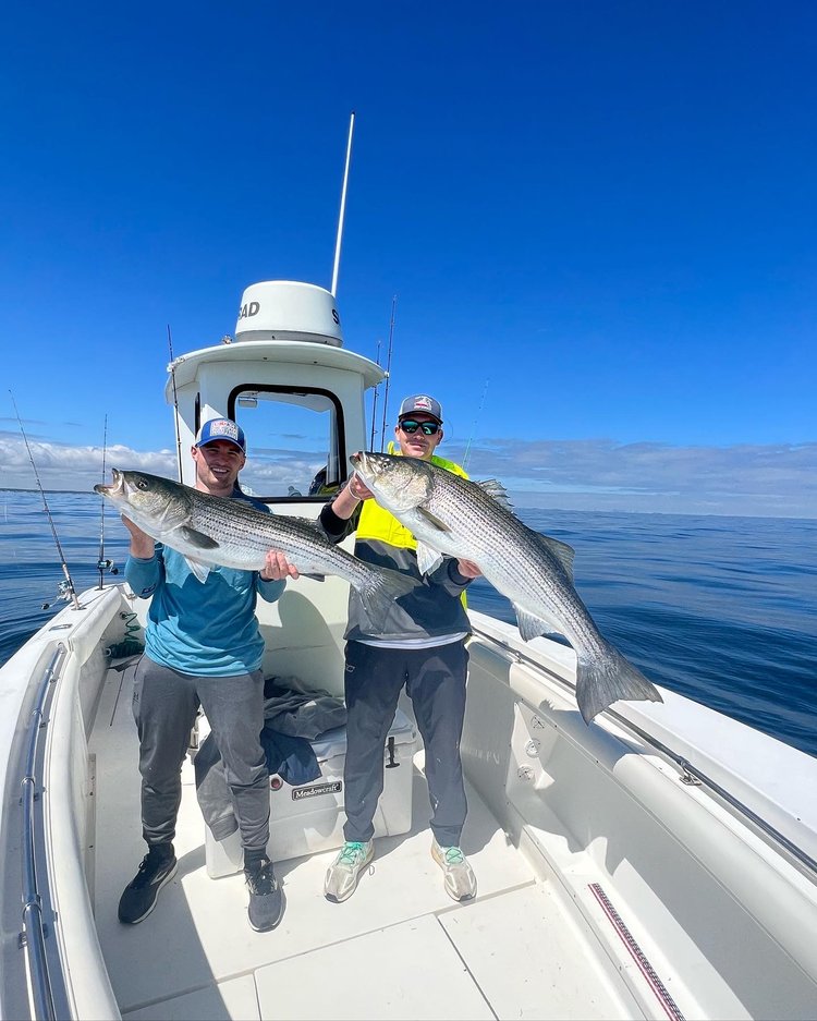 Trophy Striped Bass In Cohasset