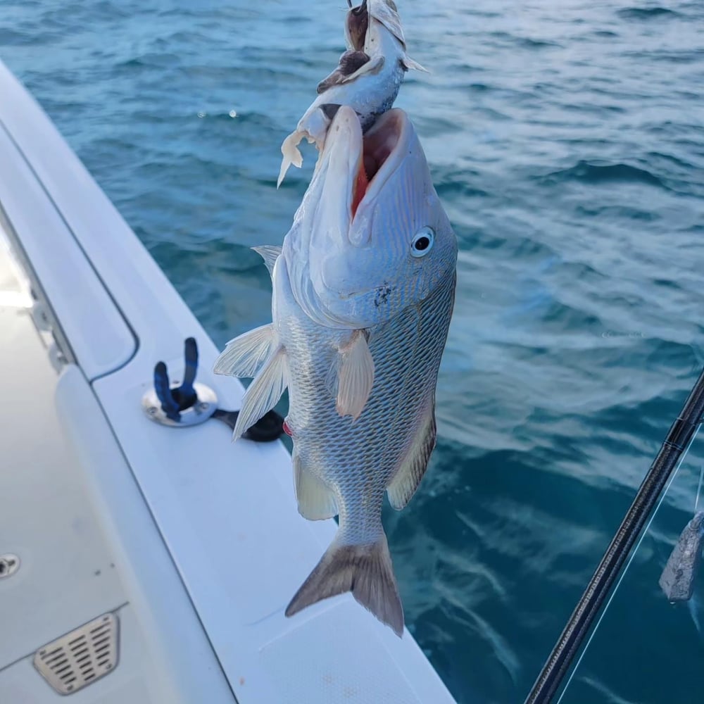 4 Hours Fishing Trip In Sarasota