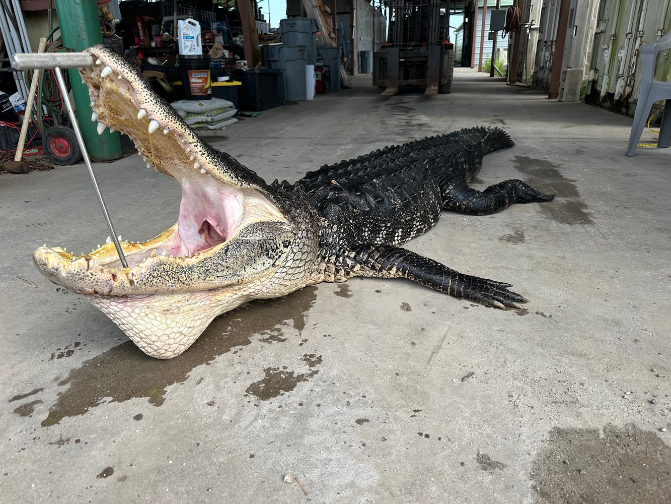 Notch Your Tag - Public Land Alligator In Cape Coral