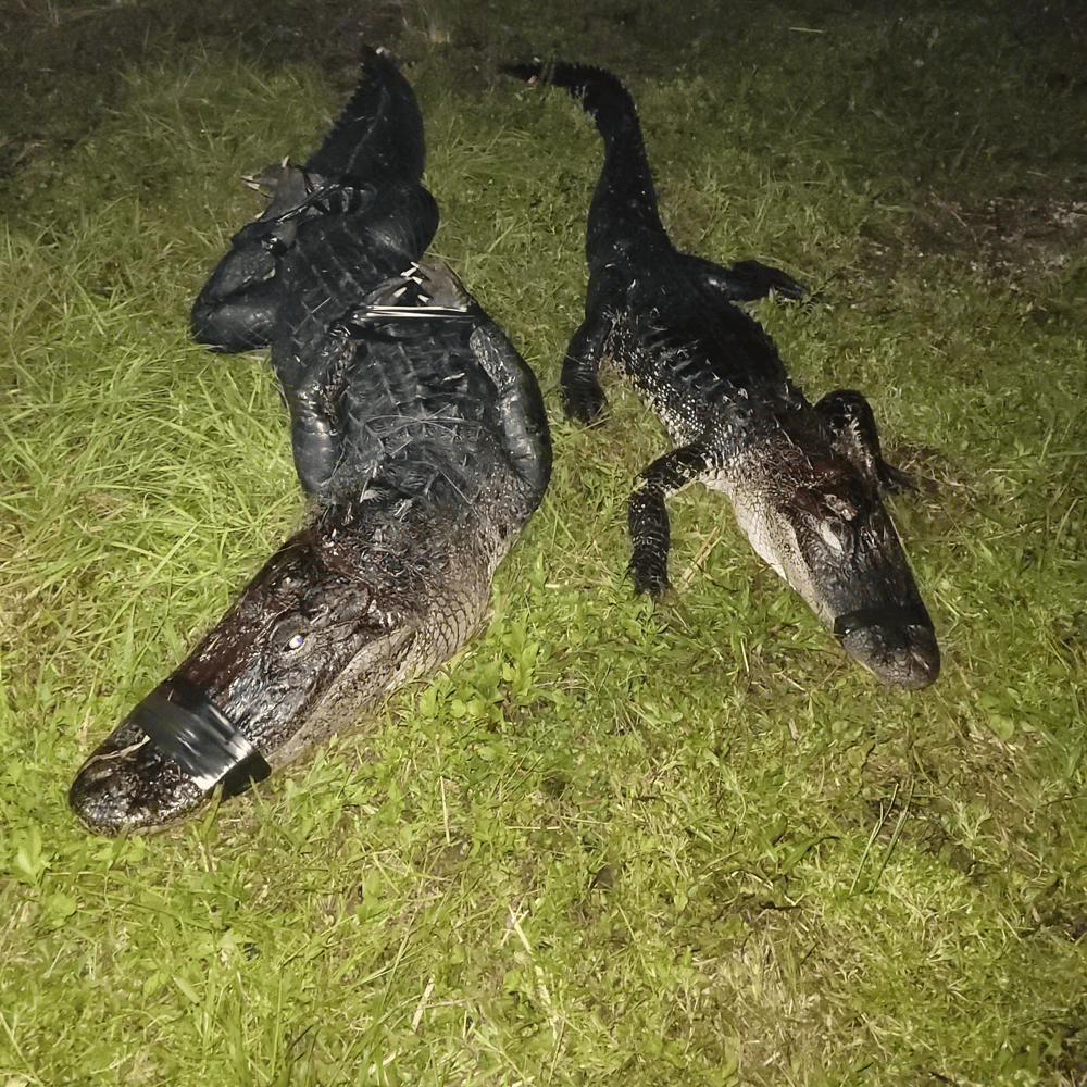 Notch Your Tag - Public Land Alligator In Cape Coral