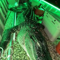 Notch Your Tag - Public Land Alligator In Cape Coral