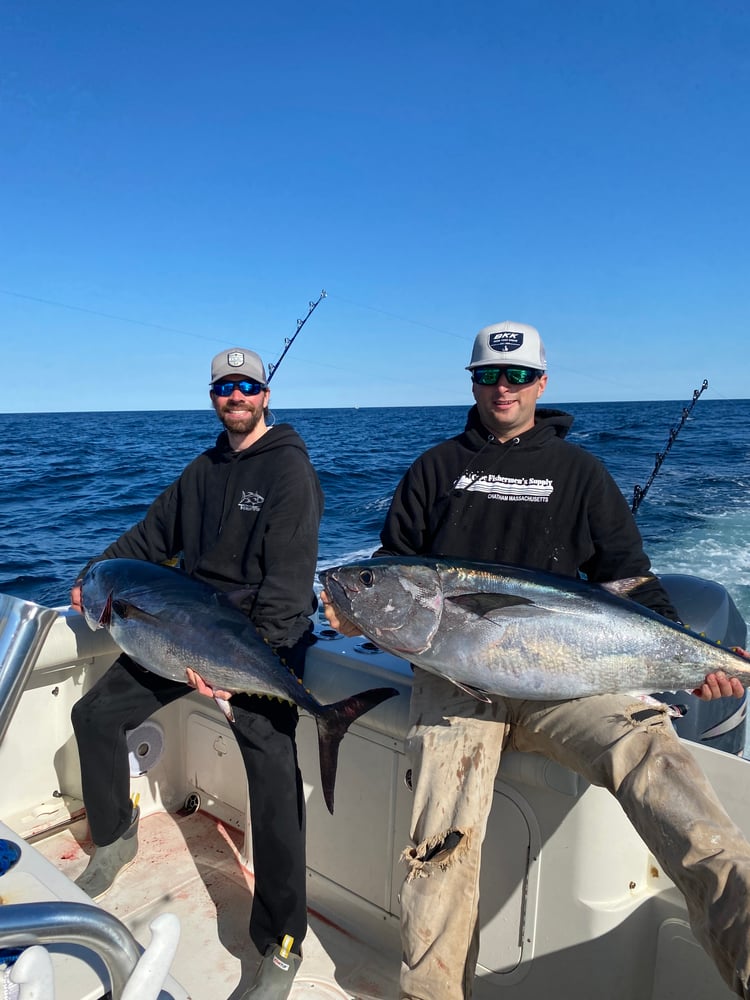 Bluefin Tuna In Harwich