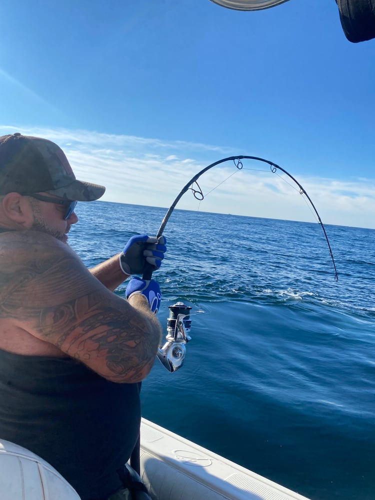 Bluefin Tuna In Harwich