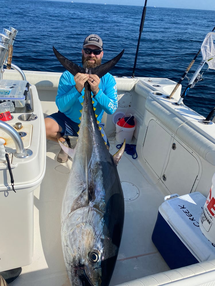 Bluefin Tuna In Harwich