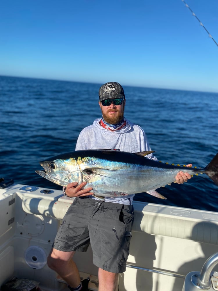 Bluefin Tuna In Harwich