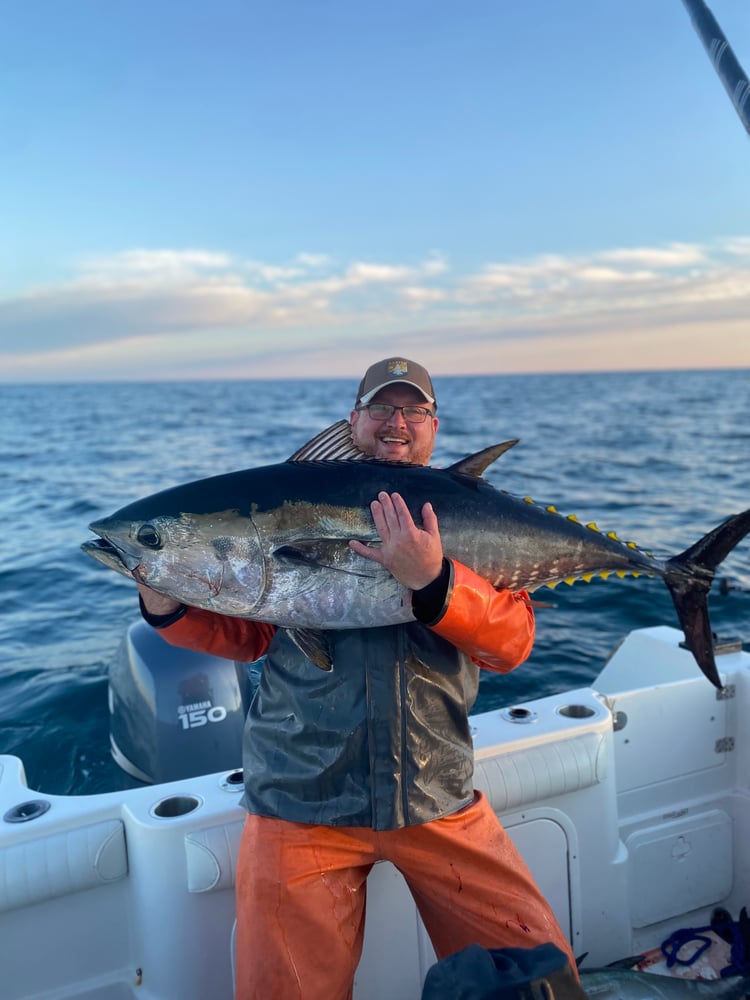 Bluefin Tuna In Harwich