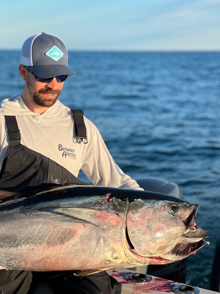 Bluefin Tuna In Harwich