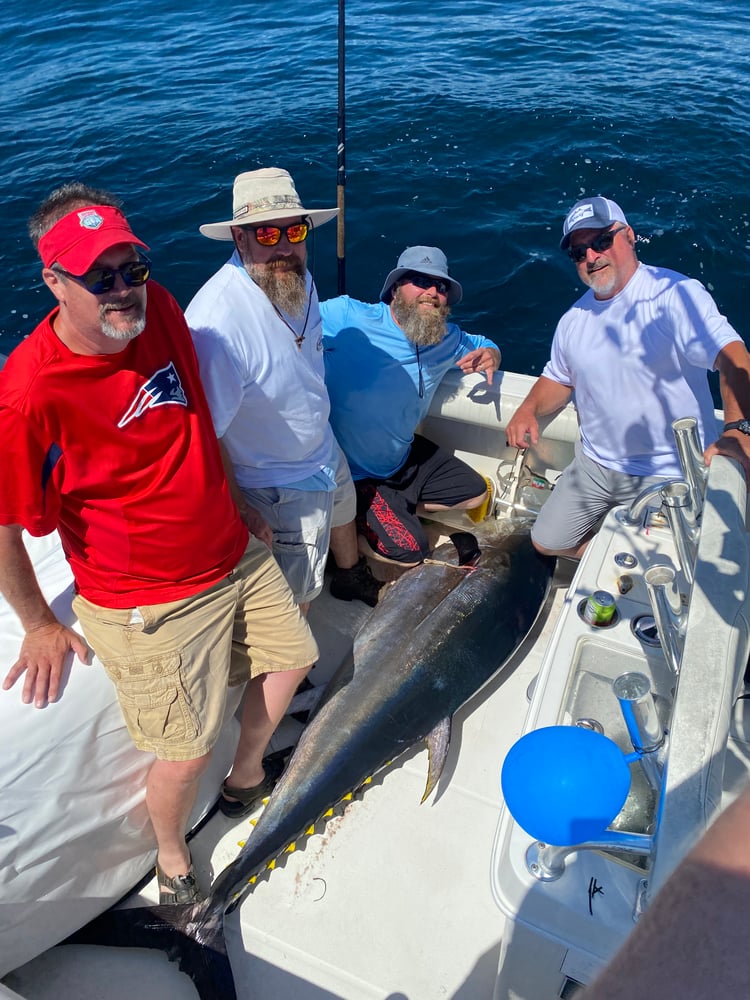 Bluefin Tuna In Harwich