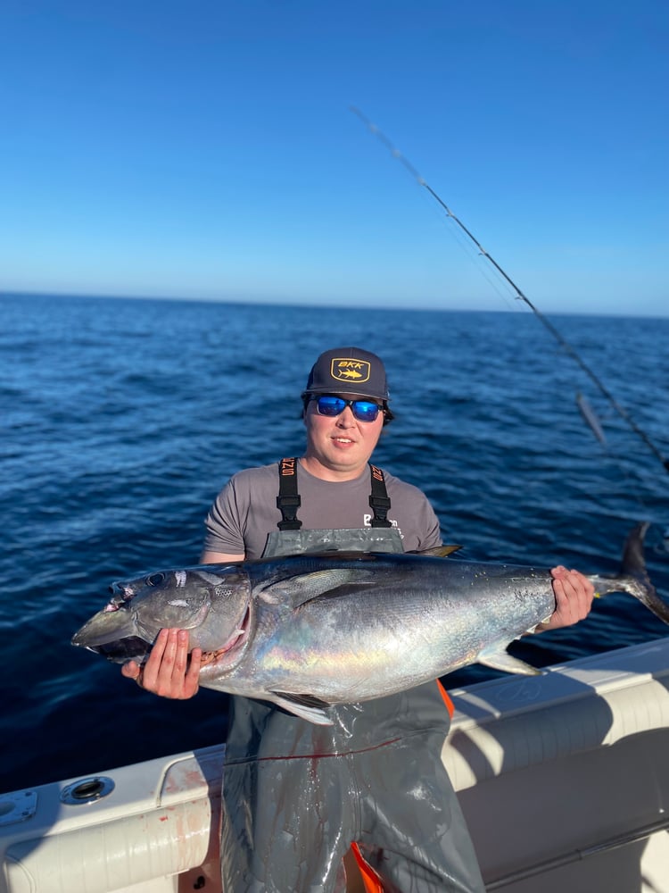 Bluefin Tuna In Harwich