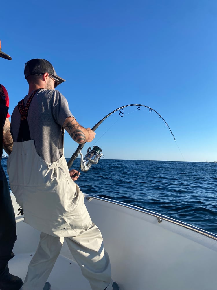 Bluefin Tuna In Harwich