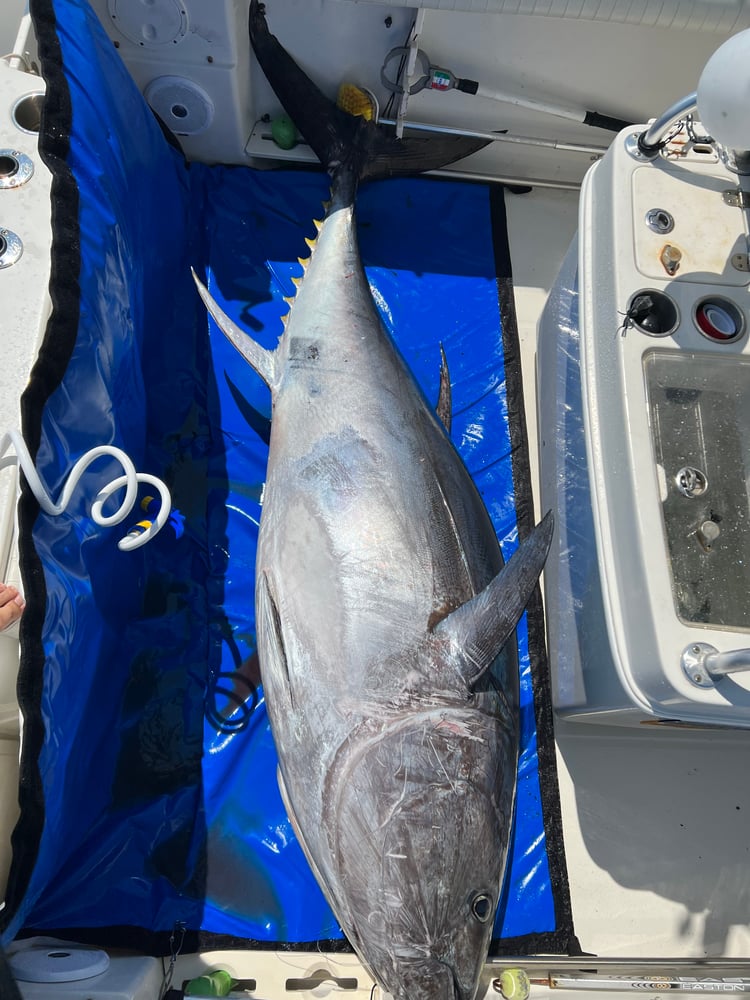 Bluefin Tuna In Harwich