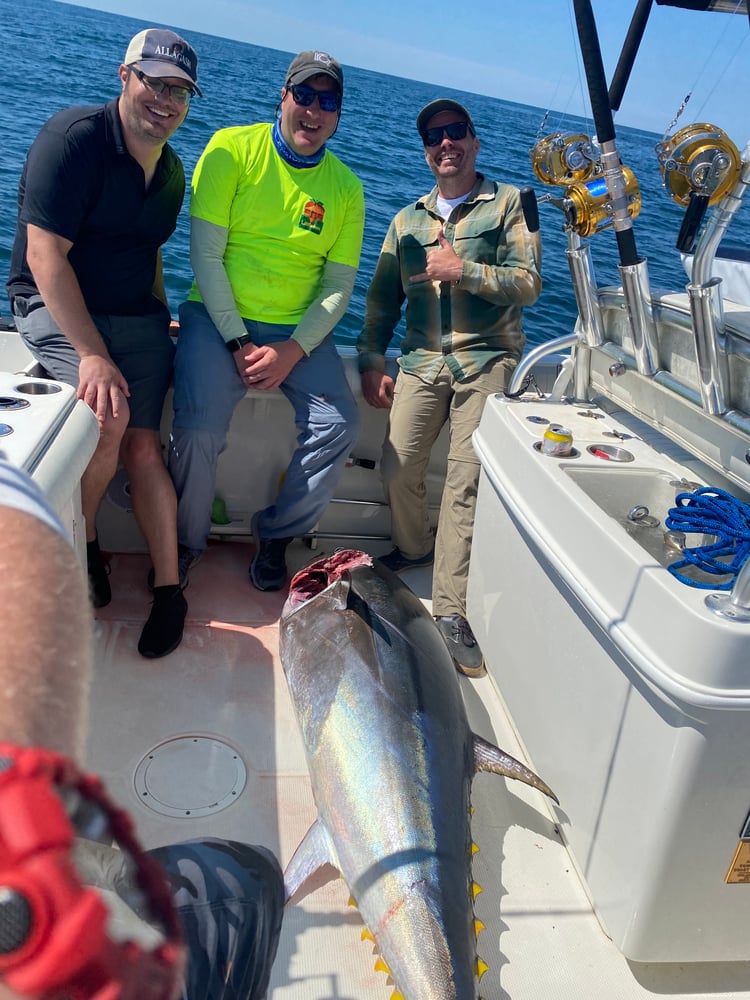 Bluefin Tuna In Harwich