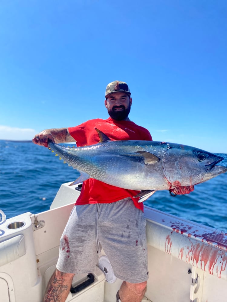 Bluefin Tuna In Harwich