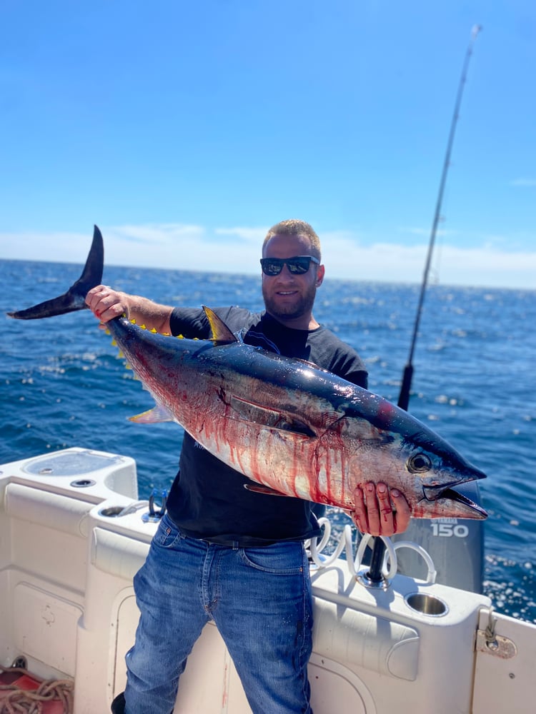 Bluefin Tuna In Harwich