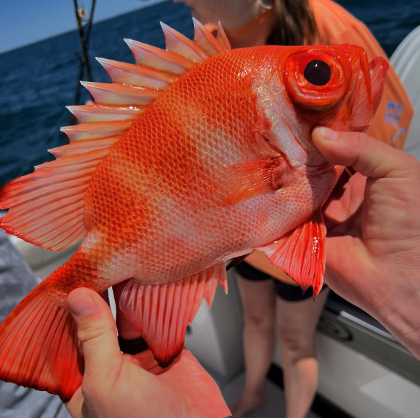 4-Hour Offshore Fishing In Panama City Beach