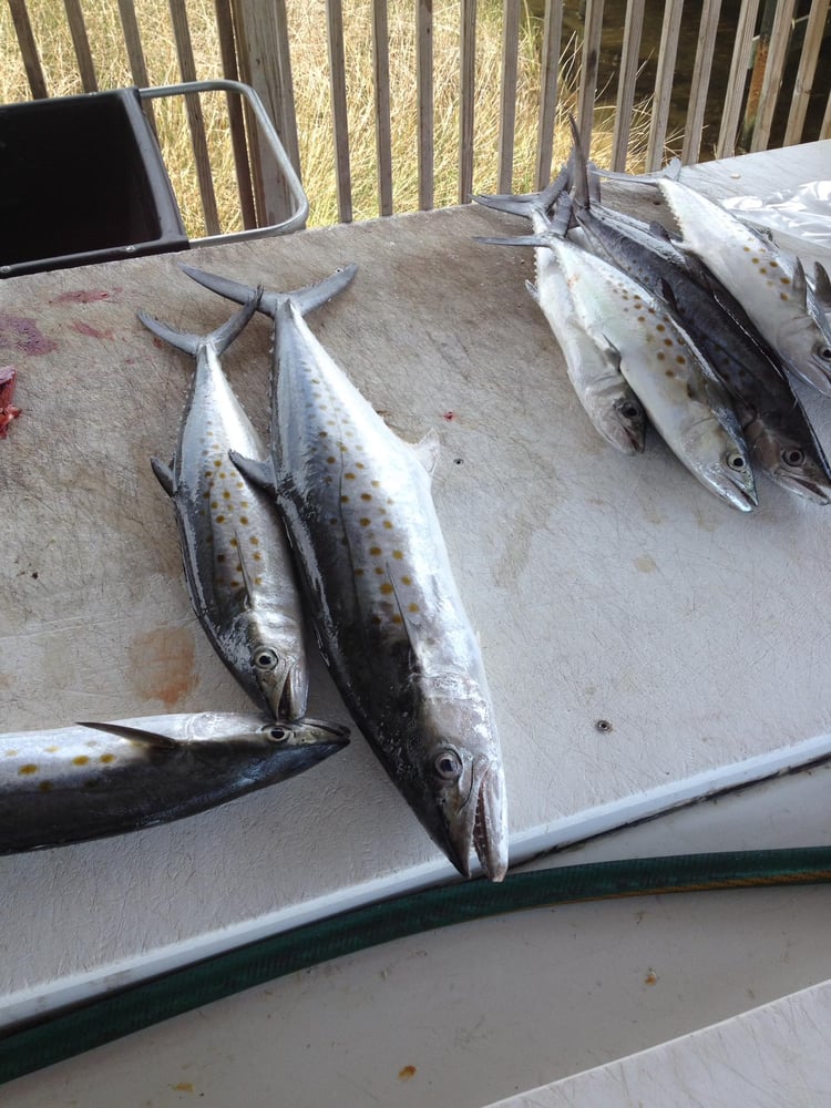 Four Hour Trolling Trip In Orange Beach