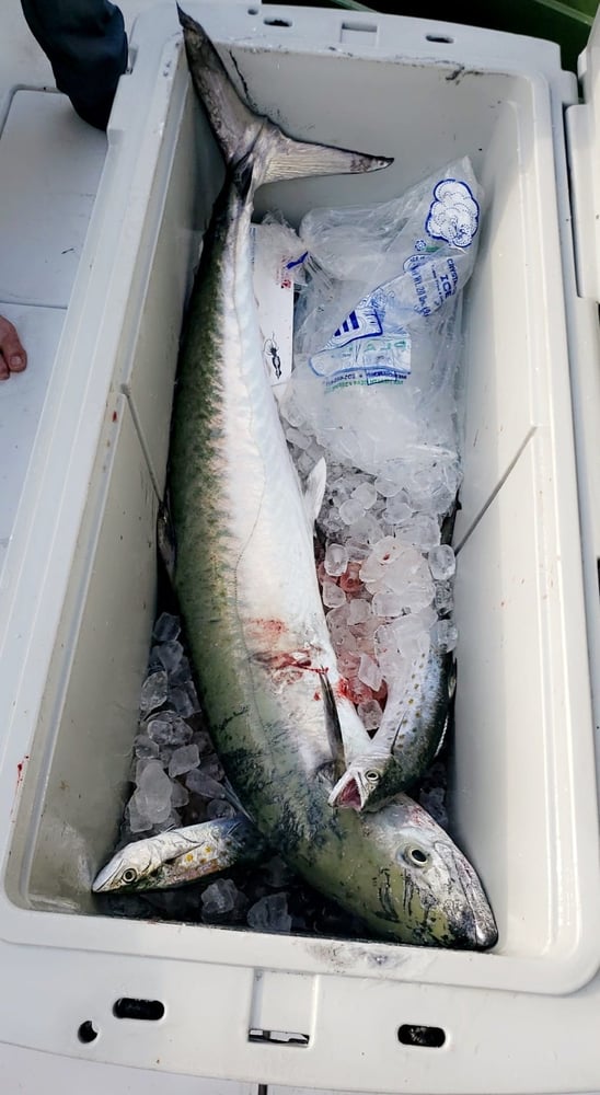 Four Hour Trolling Trip In Orange Beach