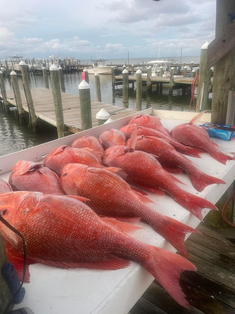 5 Hour Bottom Fishing & Trolling Trip In Gulf Shores