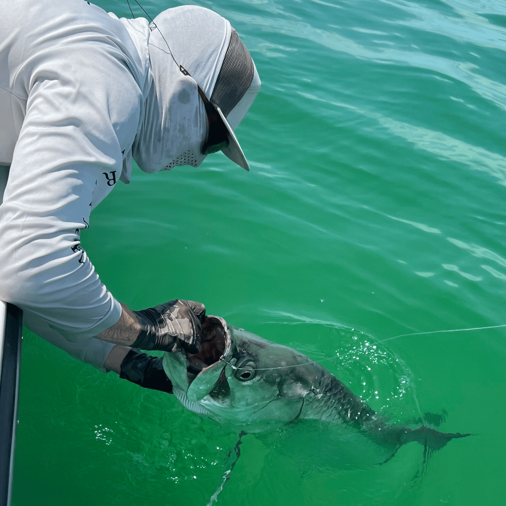 Tarpon Fishing In Belleair Bluffs