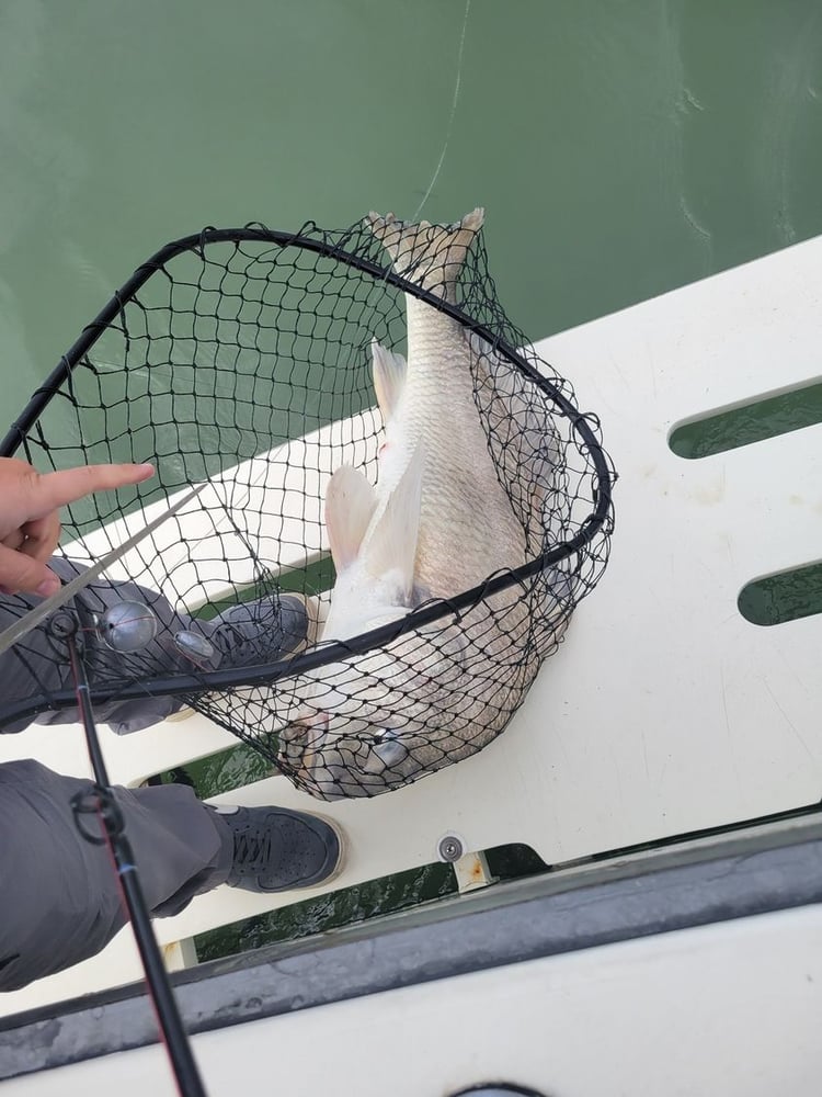 Jetty Cuddy-Cabin 5hr In Galveston