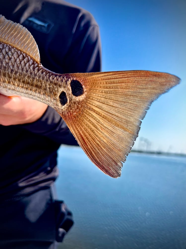 6-Hour Inshore In Panama City Beach