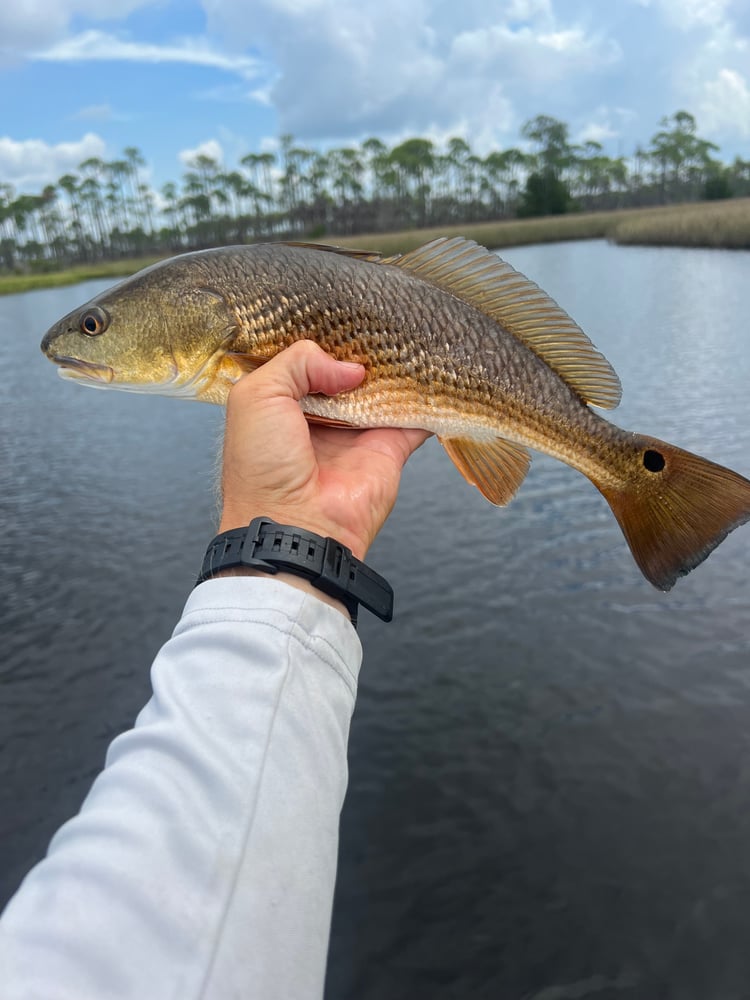 6-Hour Inshore In Panama City Beach